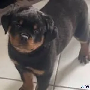 AKC Rottweiler puppies
