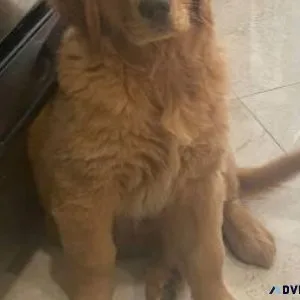 Golden Retriever Female