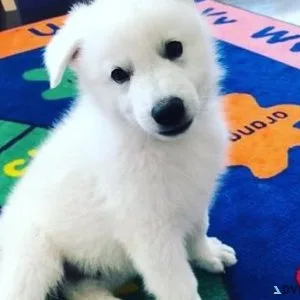 AKC White German Shepherd puppies