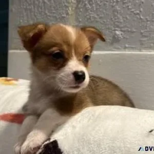pembroke welsh corgi puppies