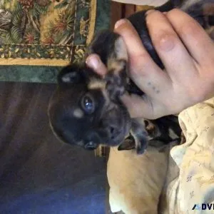 Genuine Apple Head Chihuahua Puppies