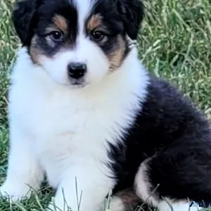 AKC Australian Shepherd Puppies
