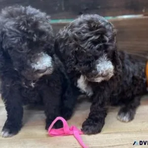CKC Standard Poodle Pups