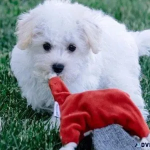Beautiful Schnoodle puppies