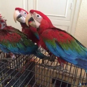 Hand-fed Green Whings Macaws for lovely homes