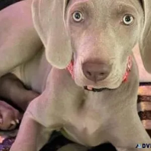 Rehoming of these beautiful weimaraners
