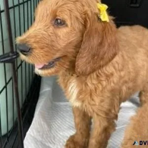 Goldendoodle Puppies Rehoming