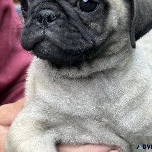 Female pug puppy. First shot and dewormed.