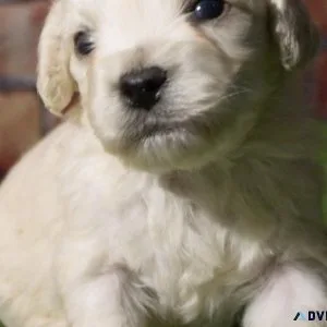 mini goldendoodle