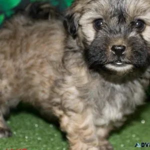 shih a poo