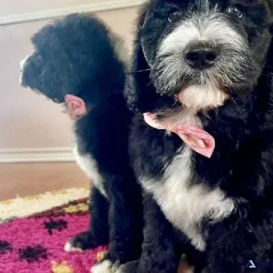 Sheepadoodle Puppies
