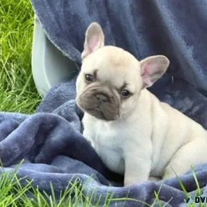 frenchie babies