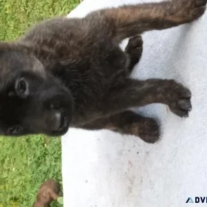 UkC registered Dutch Shepherds
