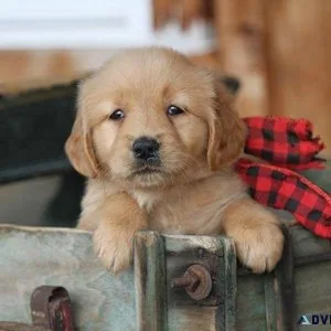 Wildwood Doodles No puppy mill Pledge