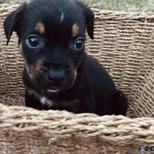 American Bully x Rottweiler Puppies