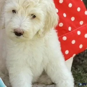 3 Sheepadoodles