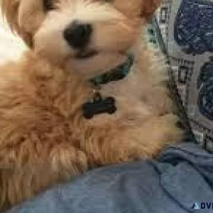 Toy Maltipoo Puppies