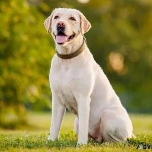 Best Dog And Puppies In Delhi
