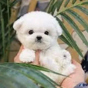 Pure Bichon Puppies