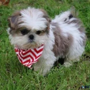Shih Tzu For Sale
