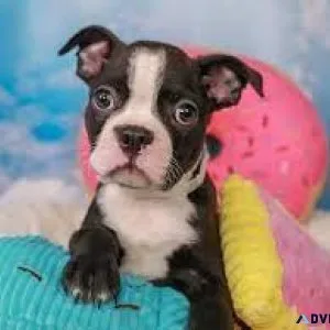 Boston terriers