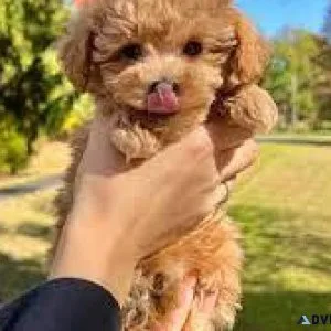 Tiny toy and Toy size poodle boy and girl