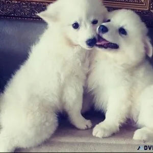 good Samoyed pups
