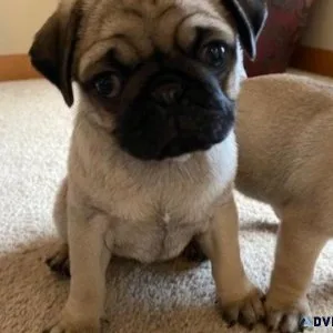 Confident Pug pups available