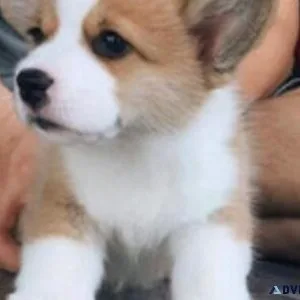 Pembroke Corgi Puppies For Sale