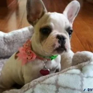 French bulldog puppy&rsquos