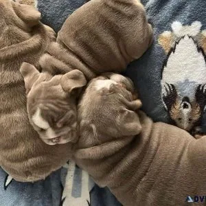 Lovely English Bulldog puppies
