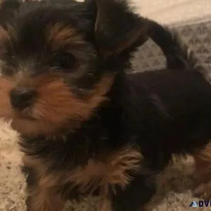 Teacup Yorkie Puppies Available