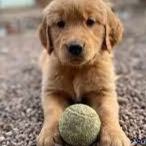 Golden doodle pups. Only 2 left