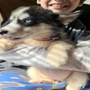 Siberian Huskys females and males puppies