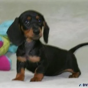 Miniature Dachshund Puppies For Sale