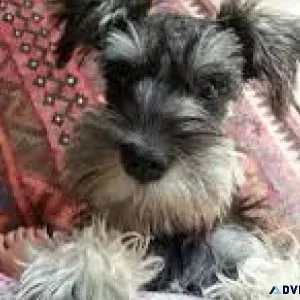Miniature Schnauzers ready to go