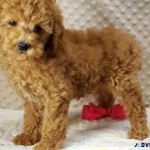 Amazing Golden Doodle Puppies