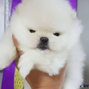 Pomeranian puppies for sale