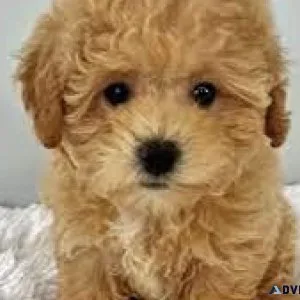 Malshi Puppies