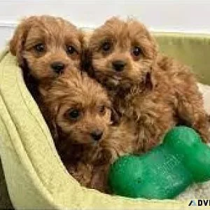 AKC REGISTERED TOY POODLE PUPS