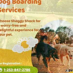 Dog Boarding Services in Lakewood
