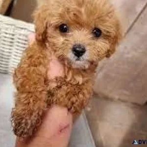 Adorable Cavapoo puppies
