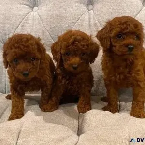 Beautiful Toy Poodle Puppies.