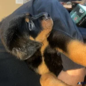 Rottweiler puppies