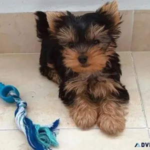 Miniature Yorkshire Terrier