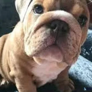 English Bulldog puppies AKC registered