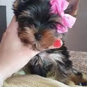 Yorkie mix Poodle - 2 month old puppy
