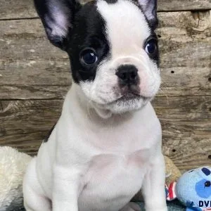 FRENCHTON PUPPIES FOR SALE