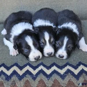 Registered Border Collie Pupppies for sale