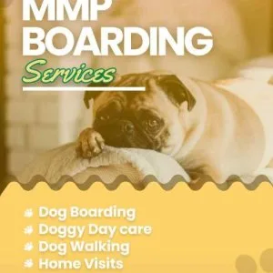 Book secured and verified dog sitter in pune | mr n mrs pet